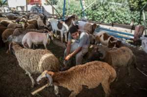An Egyptian vendor sits with sheep as he waits for customers at a market in Cairo ahead of the annual Muslim Eid al-Adha holiday.  By Khaled DESOUKI (AFP)