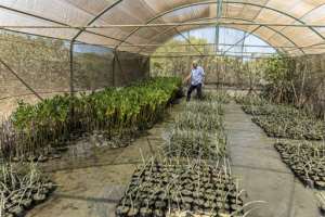 As part of the mangrove reforestation project, seedlings are grown at a special nursery.  By Khaled DESOUKI (AFP)