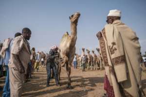 At Hargeisas biggest livestock market, an impressive camel can fetch a high price.  By EDUARDO SOTERAS (AFP/File)