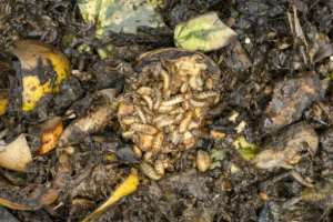 Black soldier fly larvae can eat through organic waste and turn it into compost.  By Tony KARUMBA (AFP)