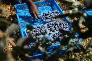 Blueberries have been promoted for its purported health benefits.  By Jekesai NJIKIZANA (AFP)