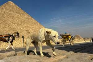 Businesses around the Giza plateau are seeing a boost since footage of the dog Apollos daring climb went viral.  By Khaled DESOUKI (AFP)