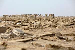 Camel caravans have carried blocks of salt mined by hand from Ethiopias Danakil Depression to markets since the sixth century