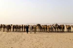 Caravans still stop at Bilma for trading, but are far rarer these days.  By Souleymane Ag Anara (AFP)