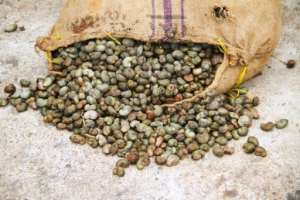 Cashews are sometimes known as grey gold as they are big business in Ivory Coast.  By Mohamed Bio (AFP/File)