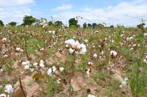 Cotton farmers have fled due to the insecurity, or cannot harvest their crops out of fear of ambush.  By Issouf SANOGO (AFP/File)