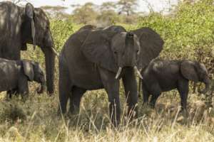 Elephant herds have made Amboseli -- overlooked by Africas highest peak, Mount Kilimanjaro in Tanzania -- a lucrative tourist hotspot.  By SIMON MAINA (AFP)