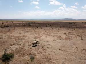 Elephants at the Ol Pejeta Conservancy were able to eat whistling-thorn acacia trees that had helped lions ambush prey.  By Brandon Hays (AFP)