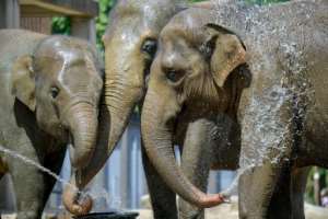 Elephants kept cool in a Berlin zoo as Germany, Belgium and the Netherlands all registered all-time high temperatures.  By Tobias SCHWARZ (AFP/File)