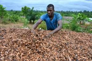 Failed harvests helped drive a meteoric rise in cocoa prices since late 2023.  By Issouf SANOGO (AFP/File)