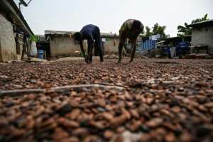 Farm workers move cocoa beans during the drying process in Sokoura, a producers camp.  By Sia KAMBOU (AFP)