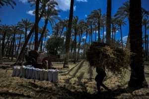 Farmers bag wheat straw after threshing in a field in the village of Maraziq, about 30 kilometres south of Giza.  By Khaled DESOUKI (AFP/File)