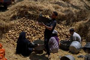 Farmers pick harvested potatoes before shipping them off, at a field in the village of Maraziq, about 30 kilometres south of Giza.  By Khaled DESOUKI (AFP/File)