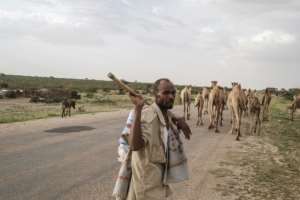 For many Somalis, the camel is a gift from the gods: a source of milk and meat, a beast of burden in the desert and insurance in times of crisis.  By EDUARDO SOTERAS (AFP)