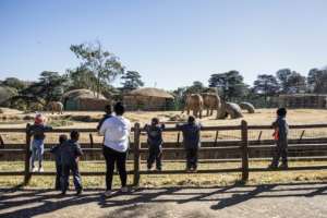 For visitors to the Johannesburg zoo, the elephant enclosure is a chance to see Africas largest land animal in real life.  By Phill MAGAKOE (AFP)