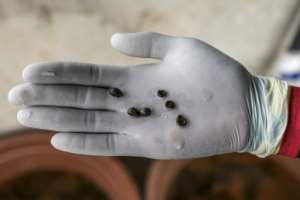 Freshwater snails are common in northern Senegals rice paddies and cause the disease schistosomiasis when they release parasites.  By PATRICK MEINHARDT (AFP)