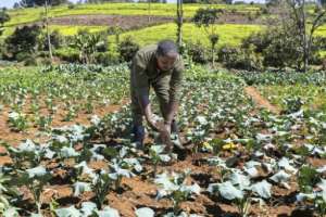 George Muturi applies vermicompost, which he called a breakthrough for his farm.  By Tony KARUMBA (AFP)