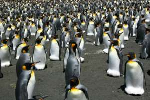 Global warming is on track to wipe out 70% of the worlds King penguins by centurys end, putting the regal birds on a path towards extinction, researchers have warned.  By Celine Le Bohec (CNRS/AFP/File)