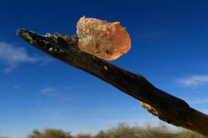 Gum arabic is a key ingredient in soft drings and cosmetics.  By ASHRAF SHAZLY (AFP)