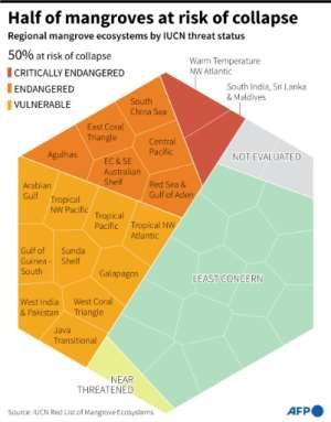 Graphic showing 50% of mangrove ecosystems in the IUCN threat categories of Vulnerable, Endangered, or Critically Endangered at risk of collapse, which represents around 50% of the world€s mangrove area, according to the IUCN Red List.  By Julia Han JANICKI, Valentina BRESCHI (AFP)