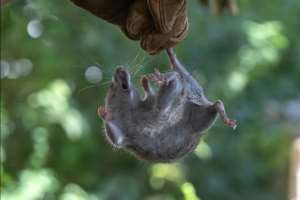 Hantaviruses are spread by rodents, in particular through contact with their droppings, urine or saliva.  By MIGUEL MEDINA (AFP/File)