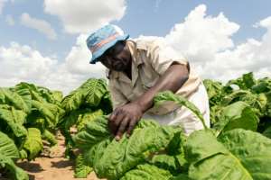 Harvest: Farm manager Shaw Mutalepo inspects tobacco leaves for ripeness.  By Jekesai NJIKIZANA (AFP)