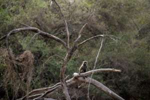 Human encroachment disturbs the parks wildlife in different ways.  By ABDULMONAM EASSA (AFP)