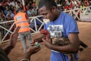 In Madagascar owners pay lavish attention to their birds to keep them in top condition for cockfighting bouts