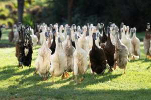 Indian Runner ducks were originally bred in Indonesia to control pests in rice paddies.  By RODGER BOSCH (AFP)