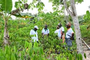 Ivorian women make up nearly half the workforce in farming but only five percent own agricultural land, figures show.  By Sia KAMBOU (AFP)