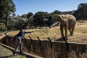 Johannesburg City Parks and Zoo does not want the trio freed, saying they are suited to captive life.  By Phill MAGAKOE (AFP)
