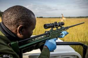 Kenya Wildlife Service vet Matthew Mutinda gets ready to shoot a tranquiliser dart at a giraffe.  By LUIS TATO (AFP)