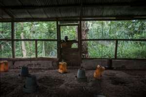 Kwame Amadu Haruna, 43, stands at his closed poultry farm in Ghana and despite its failure he says he would never return to Libya where he was mistreated and warns people not to migrate there.  By CRISTINA ALDEHUELA (AFP)