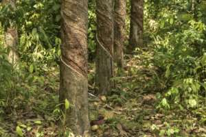 Liberia produced 73,769 metric tons of rubber in 2025, according to the Central Bank of Liberia.  By MATTHEW JACOBS (AFP)