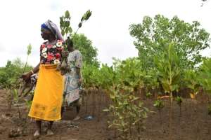 Local women from a community group plant mangrove seedlings on the banks of the mighty Sabaki River.  By Simon MAINA (AFP)