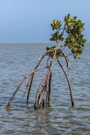 Mangroves absorb five times more carbon than forests on land, and because they live in salt water, there is no problem of drought.  By Khaled DESOUKI (AFP)