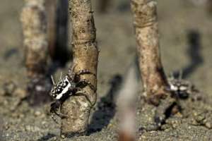 Mangroves are remarkable for growing in salt water, and the trees are key nurseries of marine life.  By Khaled DESOUKI (AFP)