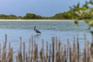 Mangroves provide shelter for a host of other species, as well as acting as powerful carbon sink battling climate change.  By Khaled DESOUKI (AFP)