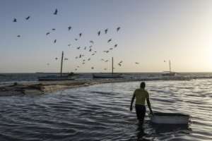 Mauritanias Banc dArguin attracts an abundance of migratory birds, marine mammals and diverse fish species.  By PATRICK MEINHARDT (AFP)