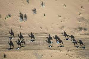Mauritanias iconic camel units patrol its eastern borders.  By PATRICK MEINHARDT (AFP)