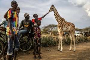 Members of the community gather to welcome the giraffes being relocated to the Ruko Conservancy.  By LUIS TATO (AFP)