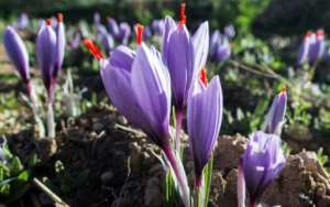 Morocco is the worlds fourth largest producer of saffron, behind Iran, India and Greece, according to FranceAgriMer, Frances specialist institute of agriculture and fishing.  By FADEL SENNA (AFP)