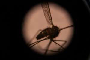 Mosquitoes are the worlds deadliest animals.  By Olympia DE MAISMONT (AFP/File)