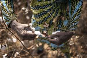 Most of Benins cotton harvest is exported for processing to garment-producing countries like Bangladesh and China.  By OLYMPIA DE MAISMONT (AFP)