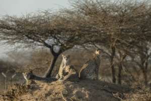 Most of CCFs cheetahs have grown too accustomed to humans and are unlikely to ever demonstrate the top speed of 120 kilometres (75 miles) per hour.  By Tony KARUMBA (AFP)