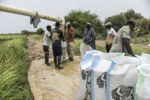 Moussa Ndiaye (C, in grey) and workers filled bags with rice harvested from his paddy on the outskirts of Lampsar, Senegal.  By PATRICK MEINHARDT (AFP)