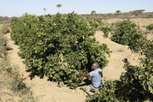 Muhummad Mohamad Ismail is adapting his farming techniques to cope with severe drought.  By Tony KARUMBA (AFP)