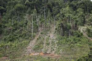 Nearly a third of the forest within the Western Area Peninsula National Park has been lost or severely degraded since 2012.  By PATRICK MEINHARDT (AFP)
