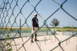 Nests under threat are moved to a hatchery, a fenced enclosure near the sea, where the eggs are kept safe until they are ready to hatch.  By Nao Mukadi (AFP)