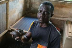 NGO AquaLife Conservancy has helped develop snail farming as an alternative livelihood for fishermen.  By Nipah Dennis (AFP)